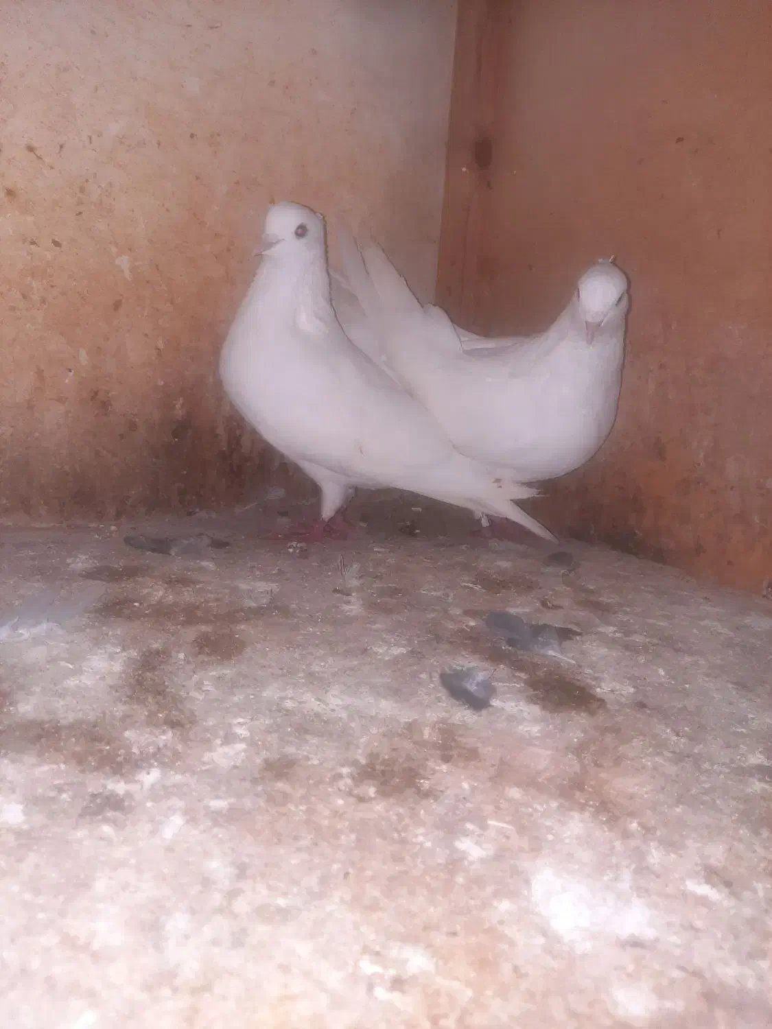 ۱۷ تا کبوتر آس و تضمینی|پرنده|خان ببین, |دیوار