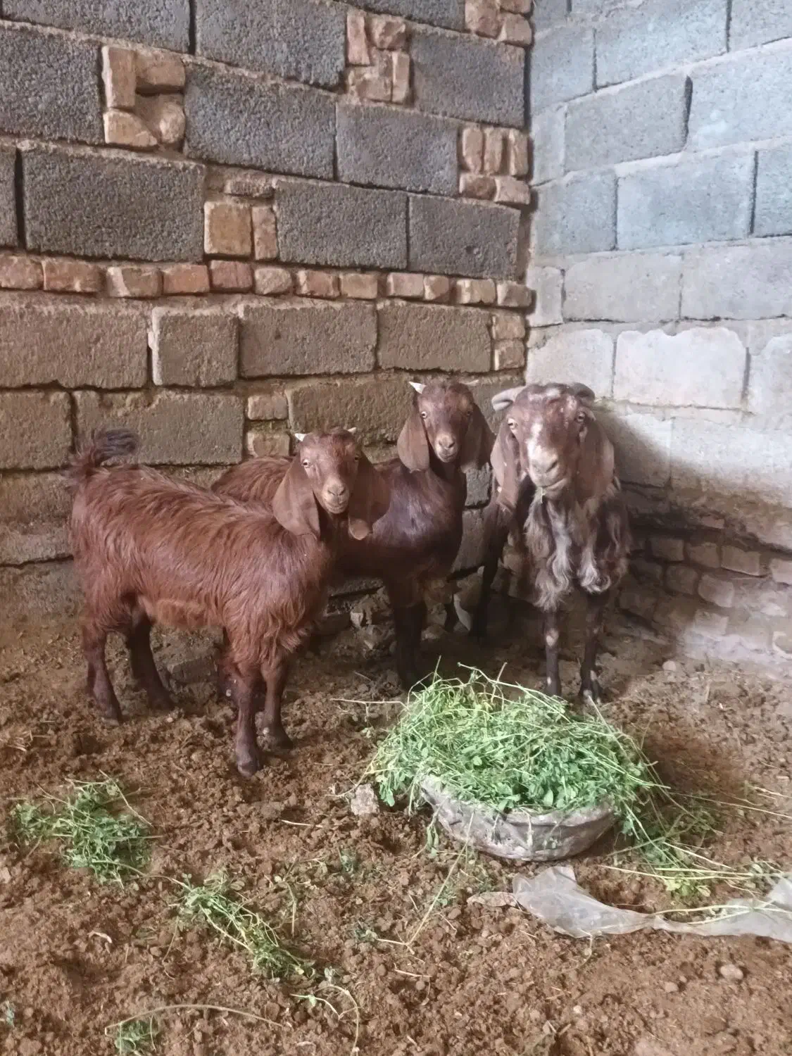 بز و کره (بردسیر)|حیوانات مزرعه|بردسیر, |دیوار