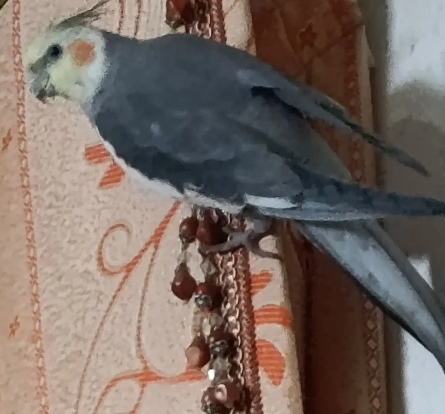 عروس هلندی|پرنده|برازجان, |دیوار