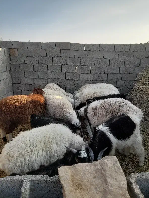 بره.بزغاله.میش چاق فروشی|حیوانات مزرعه|سده (خراسان جنوبی), |دیوار