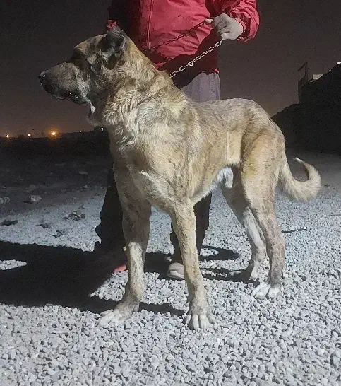 سگ افغانی|سگ|قم, جاده معدن|دیوار