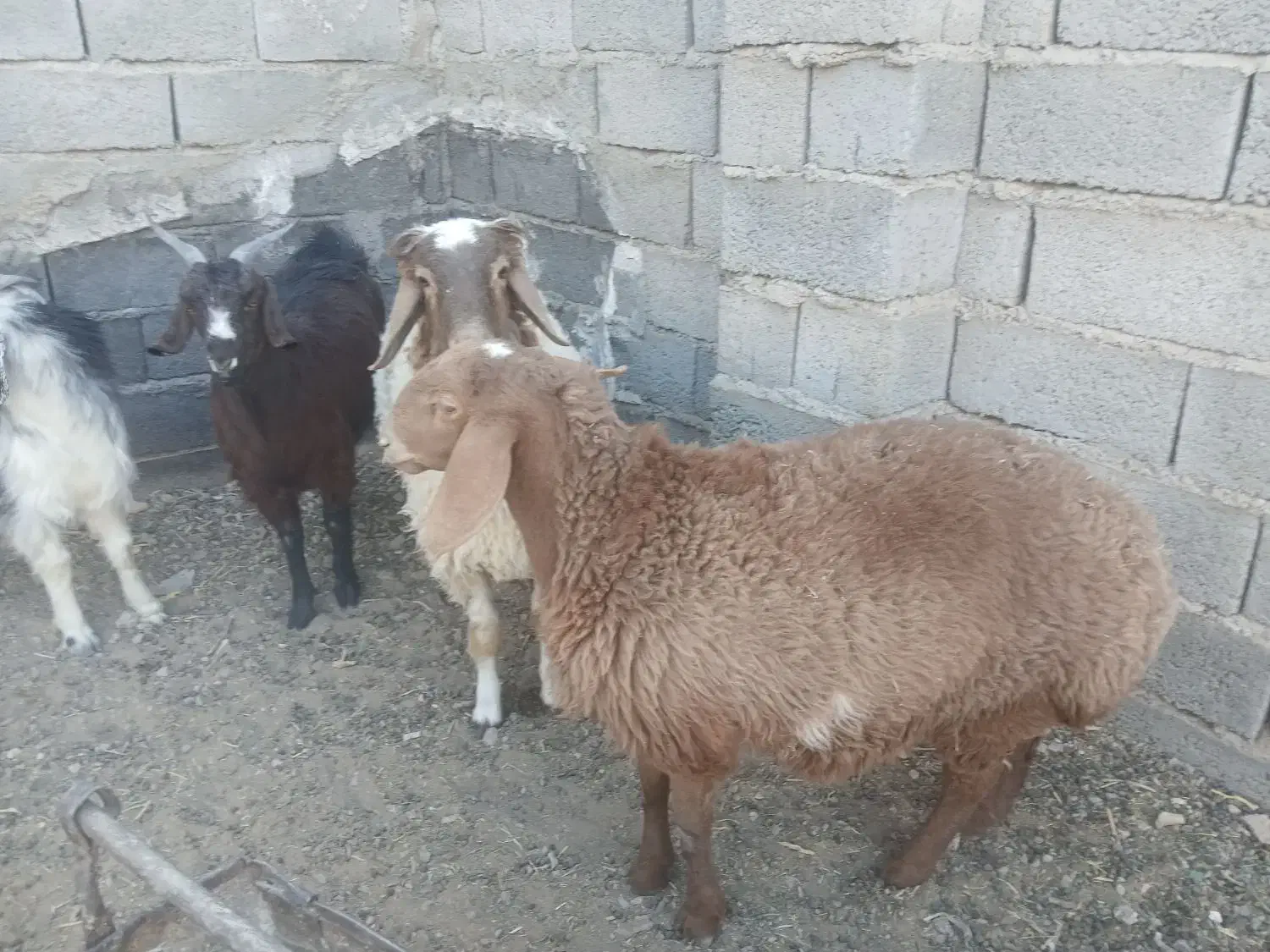 بره فروشی عروسک کله بور نر.وبورماده ست|حیوانات مزرعه|سرایان, |دیوار