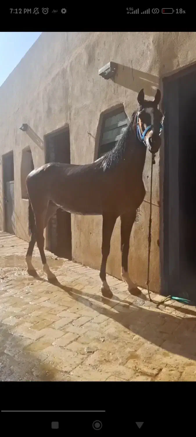 اسب مادیون عرب|اسب و تجهیزات اسبسواری|یزد, |دیوار