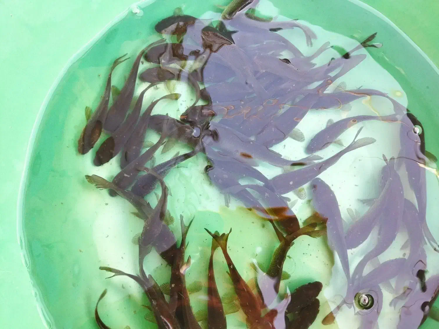 پرورش و فروش ماهی کپور طلایی تاتار|ماهی|اصفهان, بوستان ناژوان|دیوار