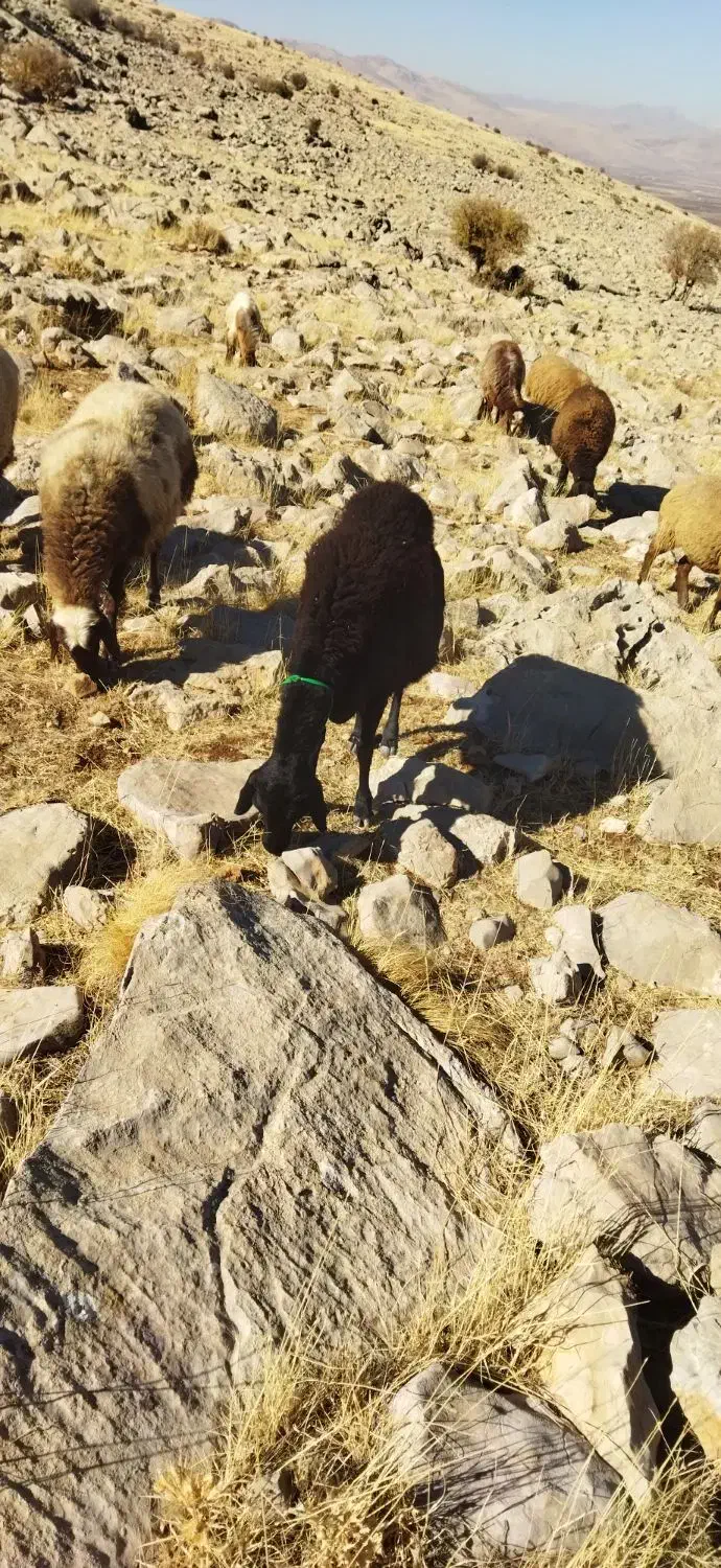 میش داشتی|حیوانات مزرعه|بیلوار, |دیوار