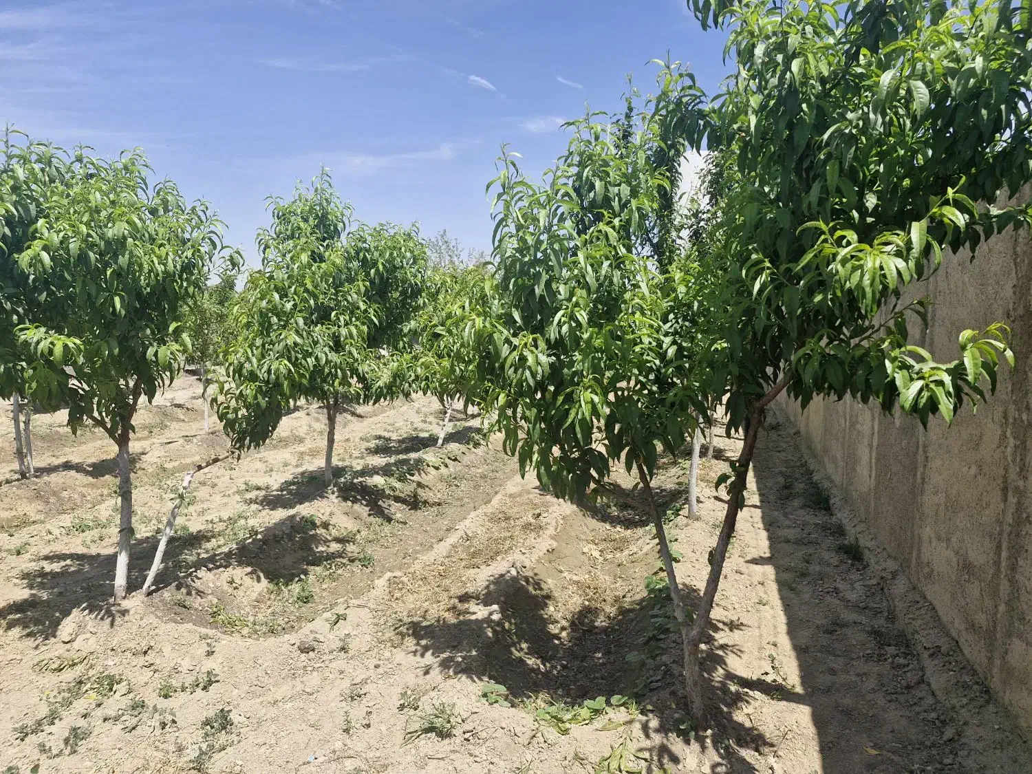 باغ وباغچه/چهاردیوارقدیمی/کاسبی هشتگرد|فروش زمین و ملک کلنگی|تهران, سعیدآباد|دیوار