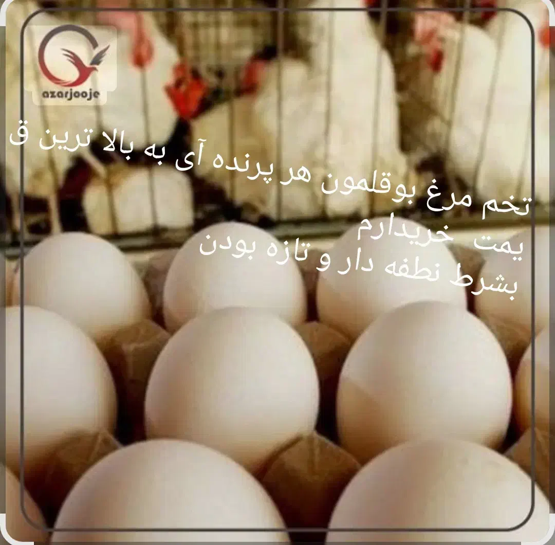 تخم محلی مرغ و بوقلمون و ...داخل تصویر توضیخ دادم|حیوانات مزرعه|فسا, |دیوار