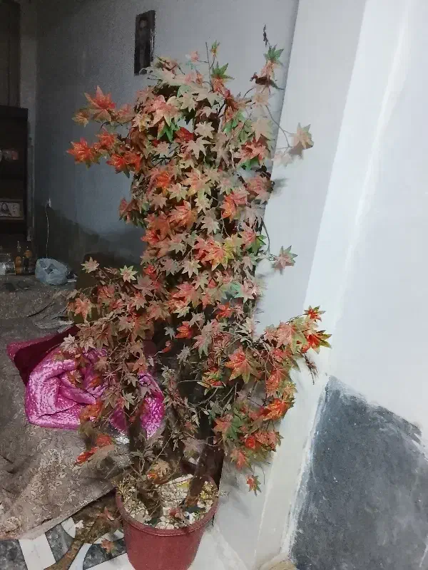 درخت پاییزی مصنوعی سالم بفروش میرسد|گل و گیاه طبیعی|شیراز, قلعه شاهزاده بیگم|دیوار