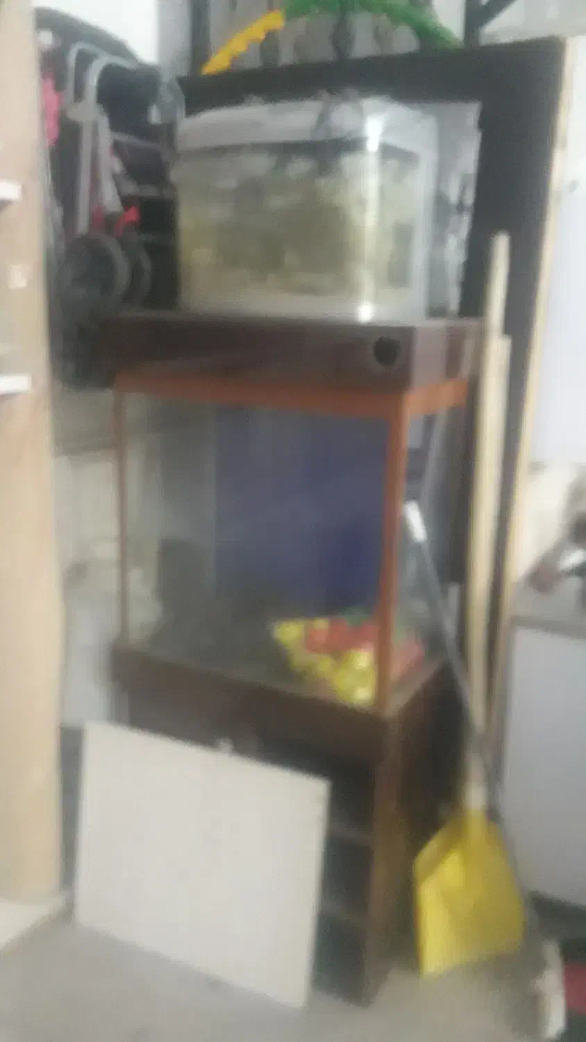 آکواریوم|ماهی|قروه, |دیوار