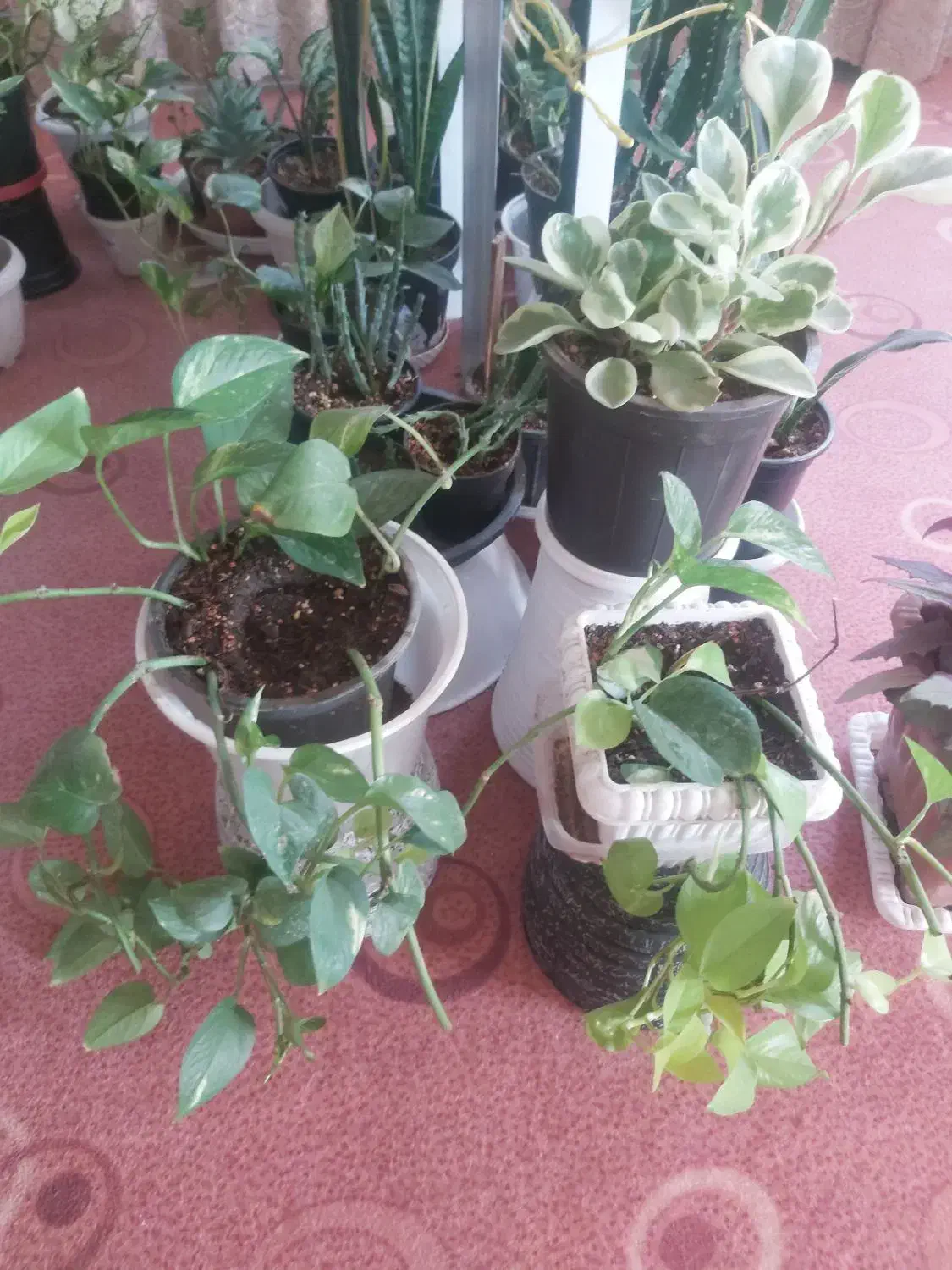 گل سانسوریا  مرجان  برگ بیدی  صخره ایی|گل و گیاه طبیعی|مرند, |دیوار