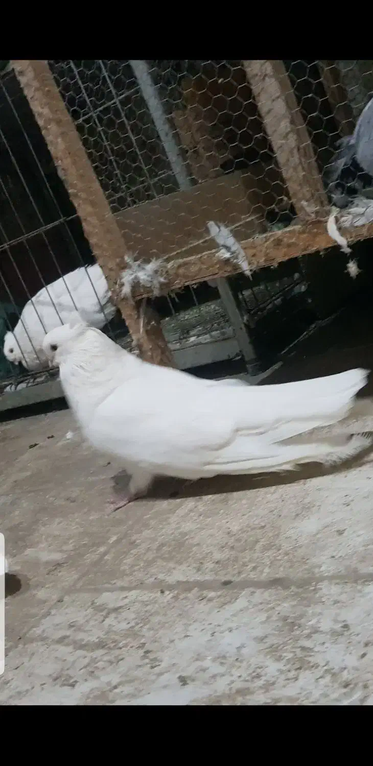 کبوتر سفید کاکل کشیده نوک جم|پرنده|قائمشهر, |دیوار