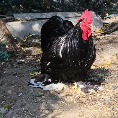 تخم کوشین|حیوانات مزرعه|لولمان, |دیوار