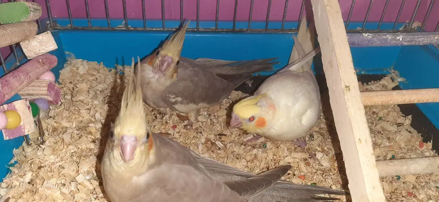 جوجه عروس هلندی رام ودستی|پرنده|کرج, شهرک بنفشه|دیوار