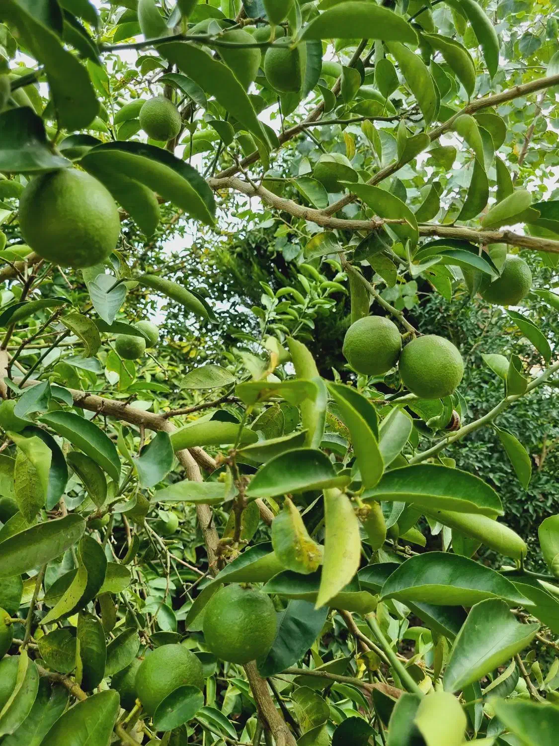 خانه باغ در منطقه آزاد انزلی،چپرپرد زمان|فروش خانه و ویلا|خشکبیجار, |دیوار