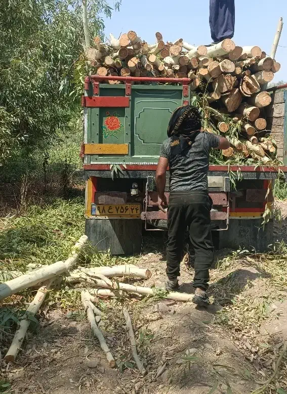 برش و خرید چوب|خدمات باغبانی و درختکاری|اندیمشک, |دیوار