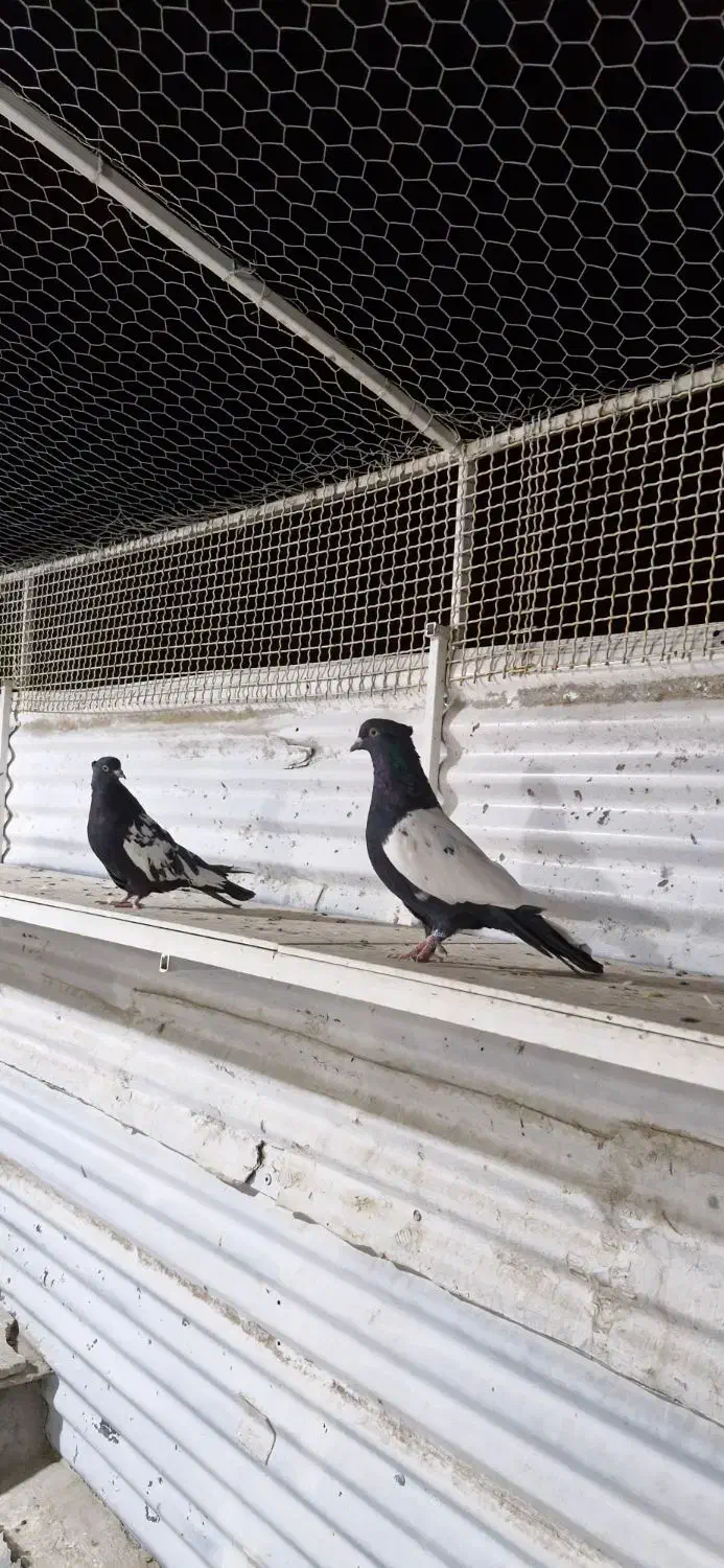 کبوتر سینه سیاه|پرنده|لار, |دیوار