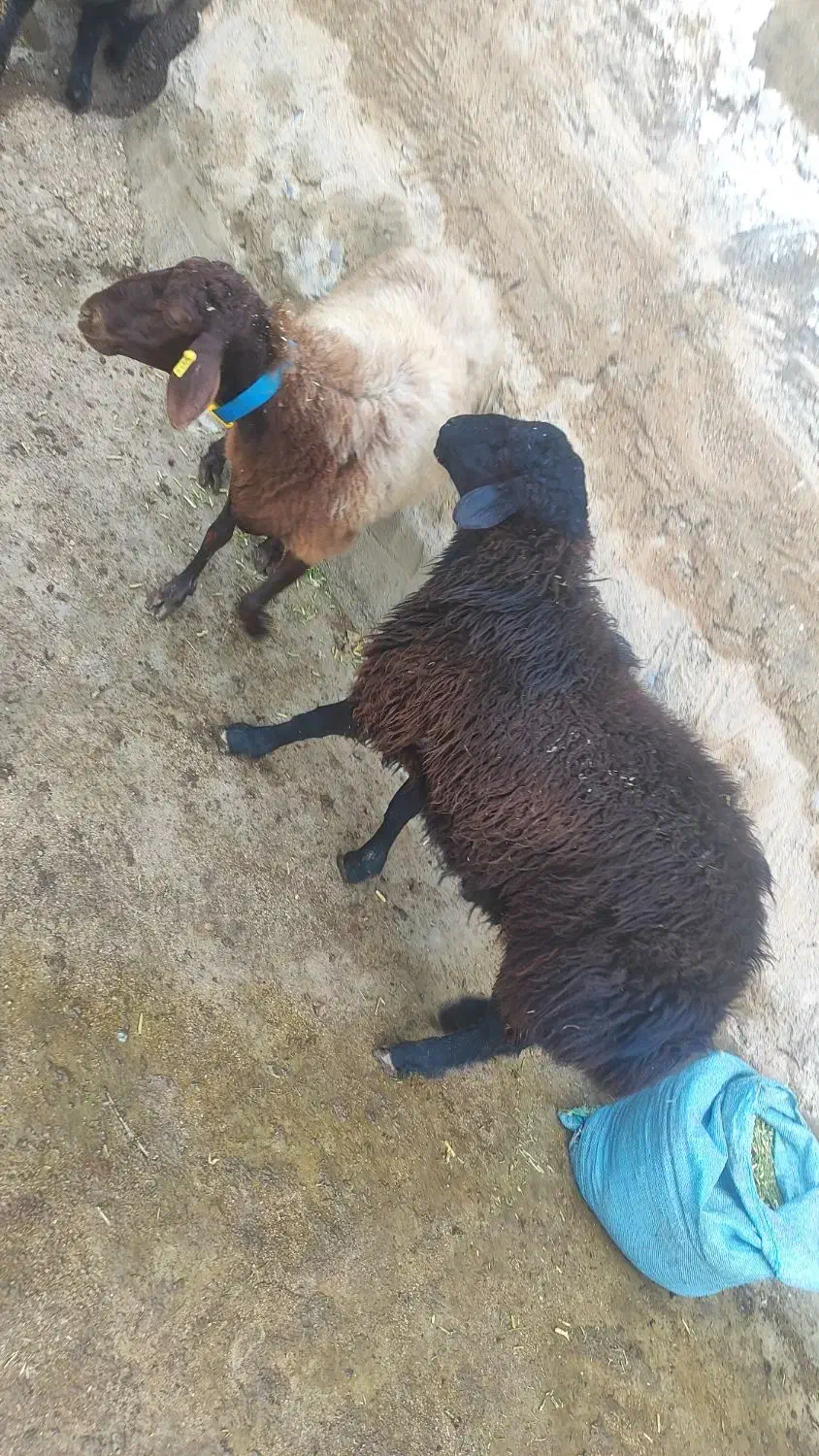 بره قوچ ژندار هترو مشکی و قرمز|حیوانات مزرعه|یاسوج, |دیوار