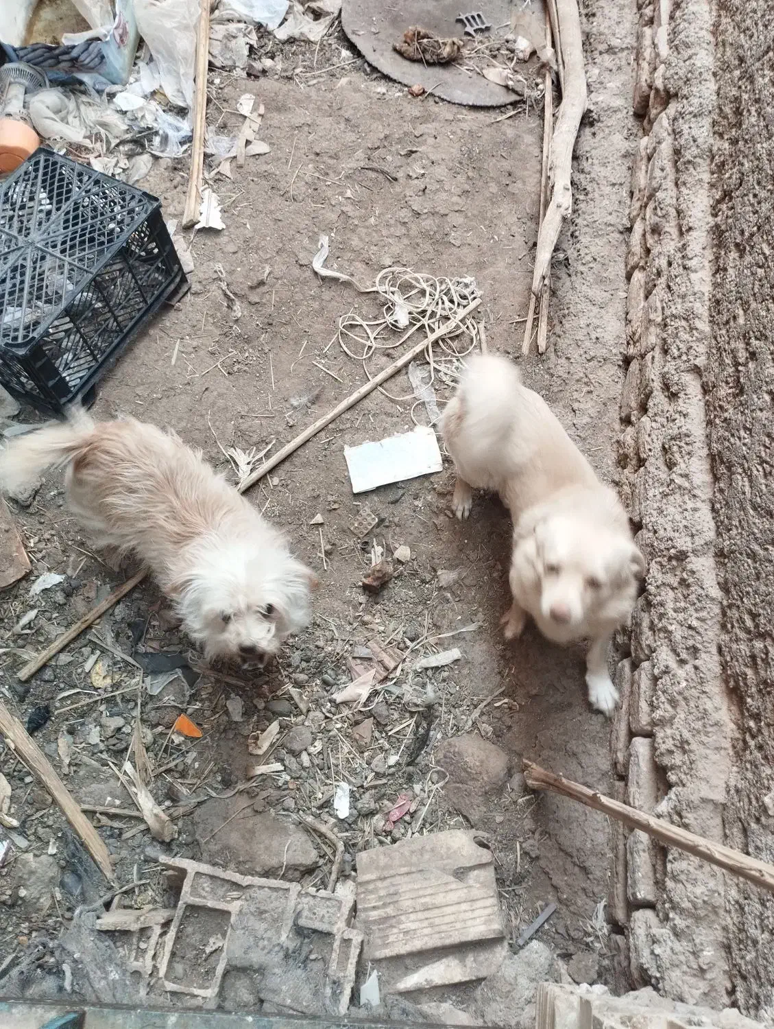 سگ پاکوتاه جهت معاوضه|سگ|بم, |دیوار