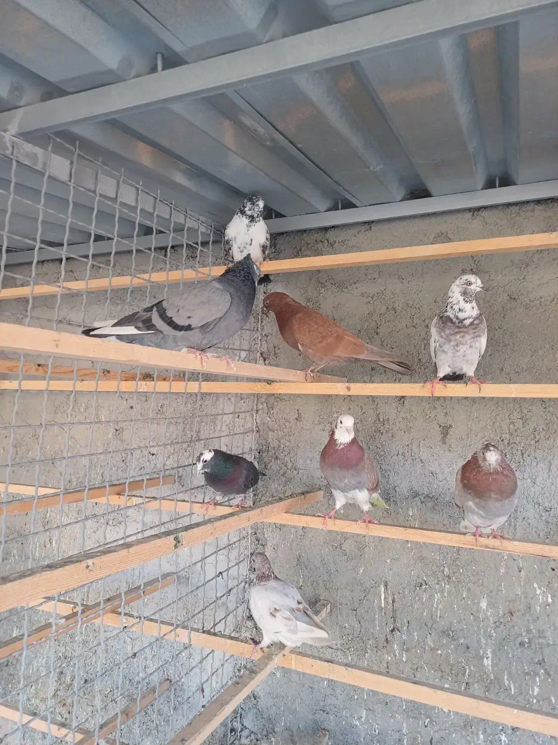 غریب گیری|پرنده|وحیدیه, |دیوار