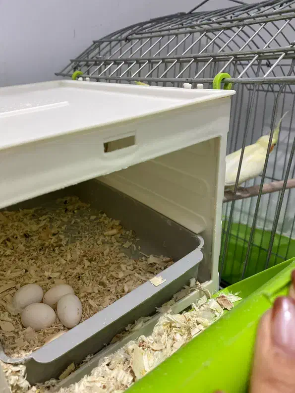 تخم عروس هلندی|پرنده|بهارستان, |دیوار