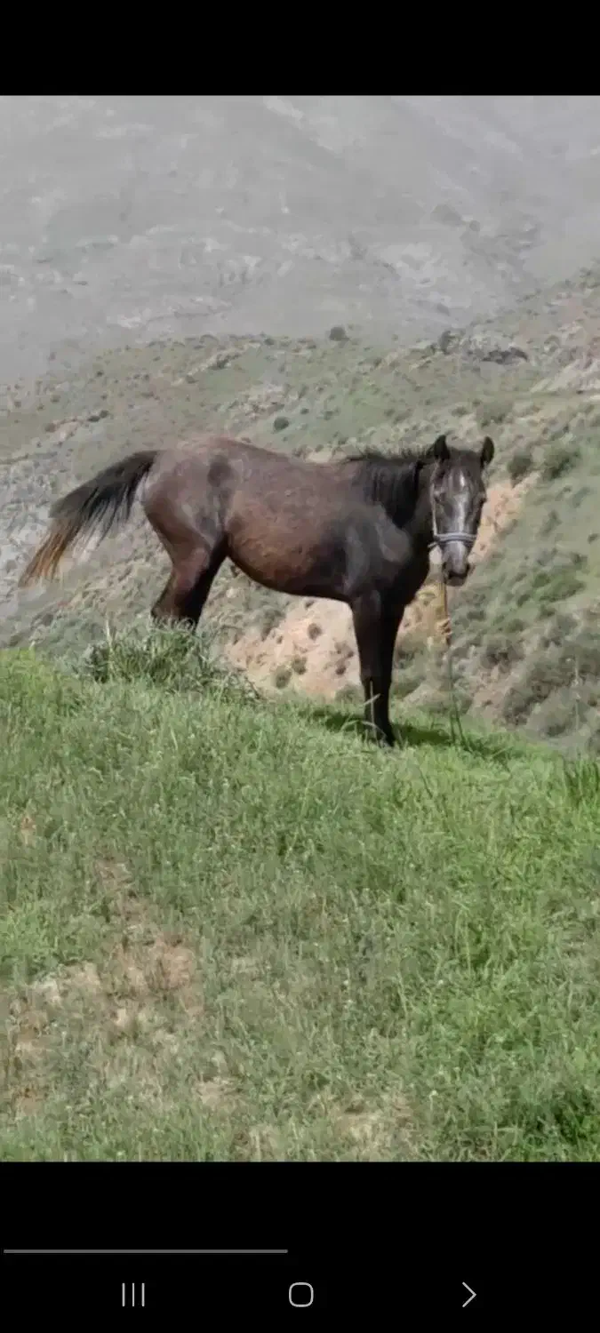 اسب|اسب و تجهیزات اسبسواری|شاهرود (اردبیل), |دیوار