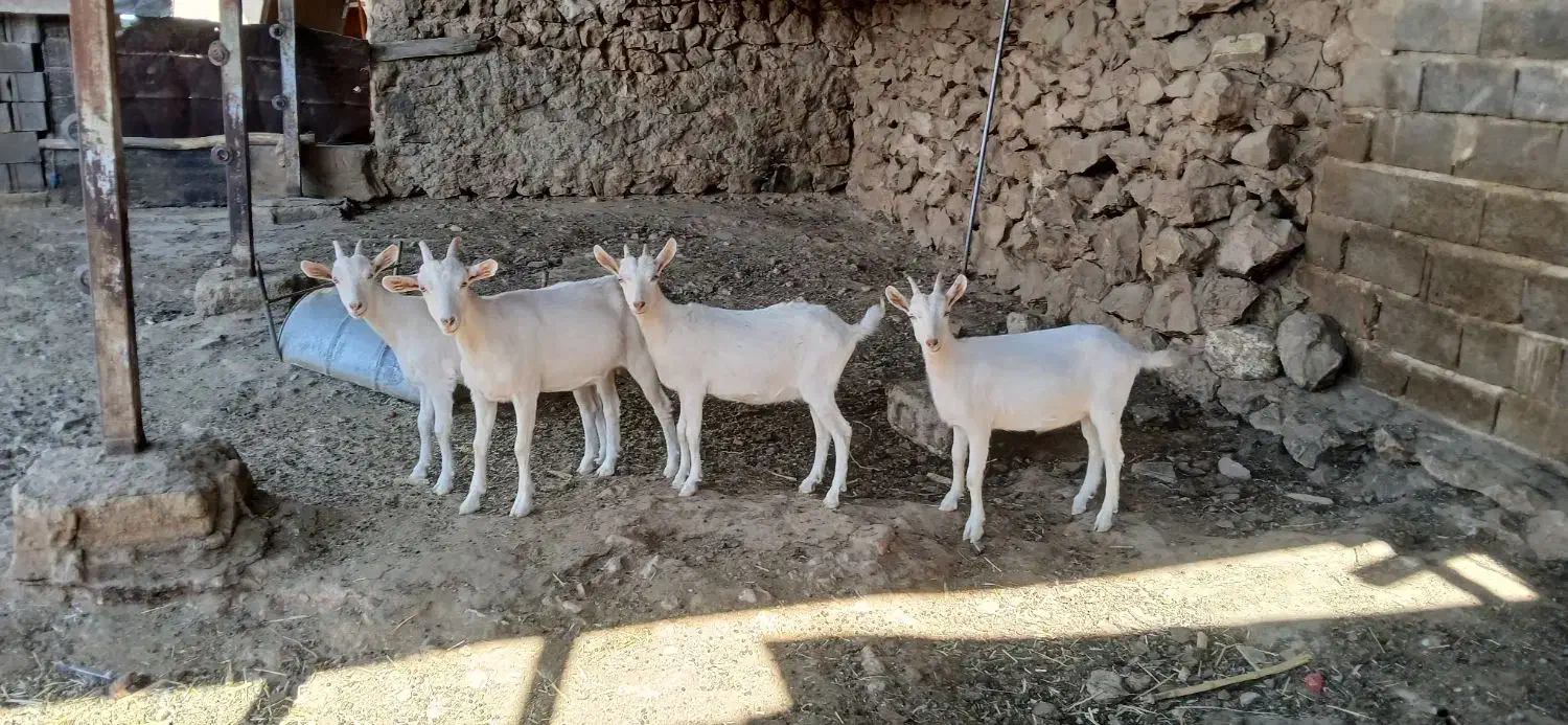 کهره سانن|حیوانات مزرعه|شیراز, داریون|دیوار