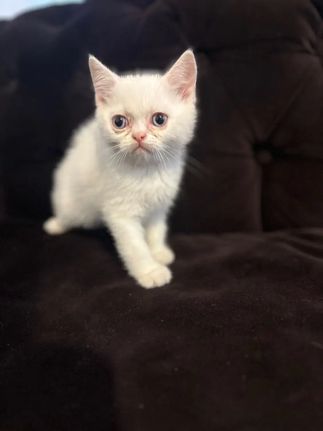 اسکاتیش بریتیش فولد و انفولد همراه با مادر|گربه|کرمانشاه, |دیوار