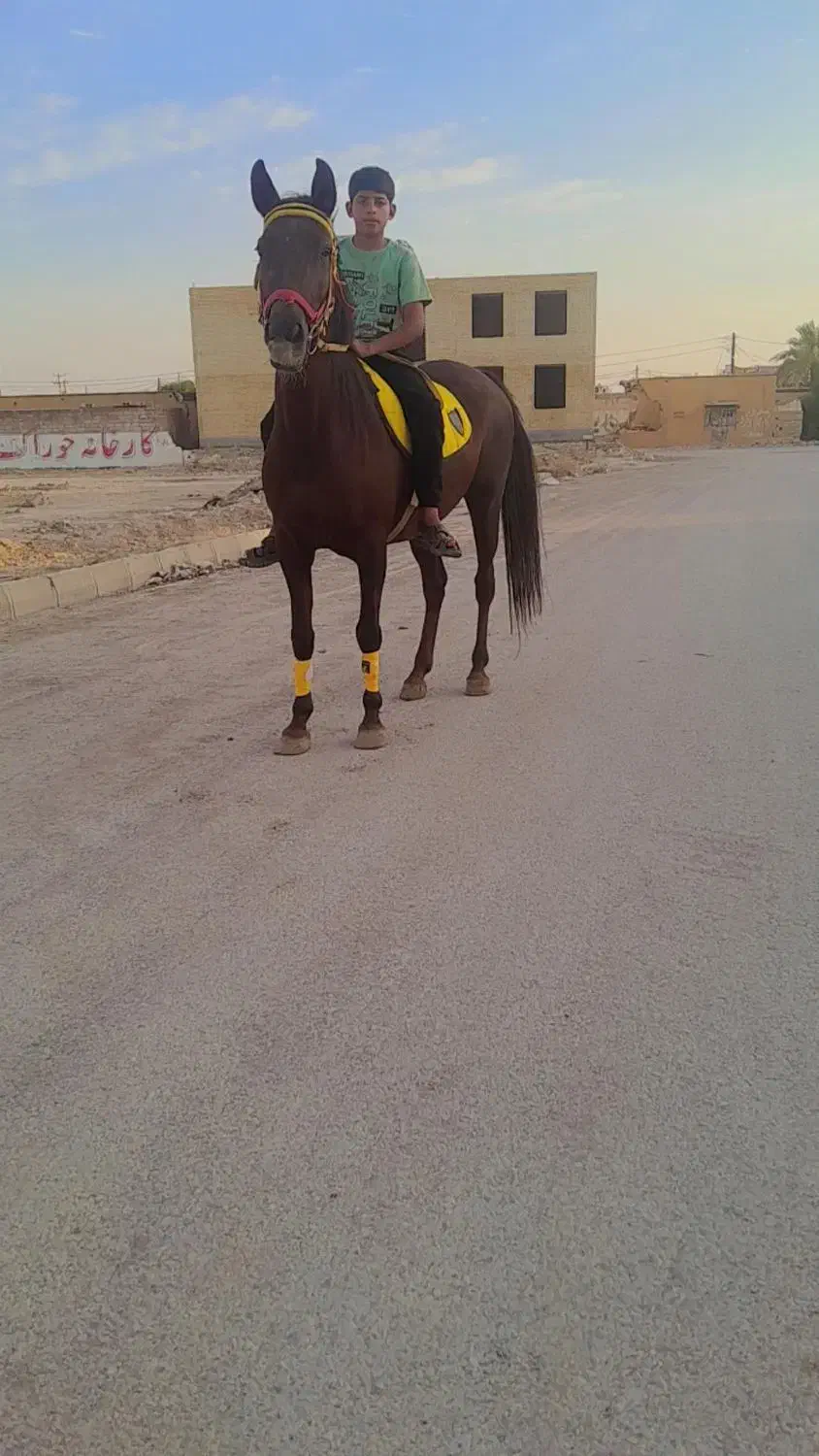 مادیون خالص|اسب و تجهیزات اسبسواری|خرمآباد, |دیوار