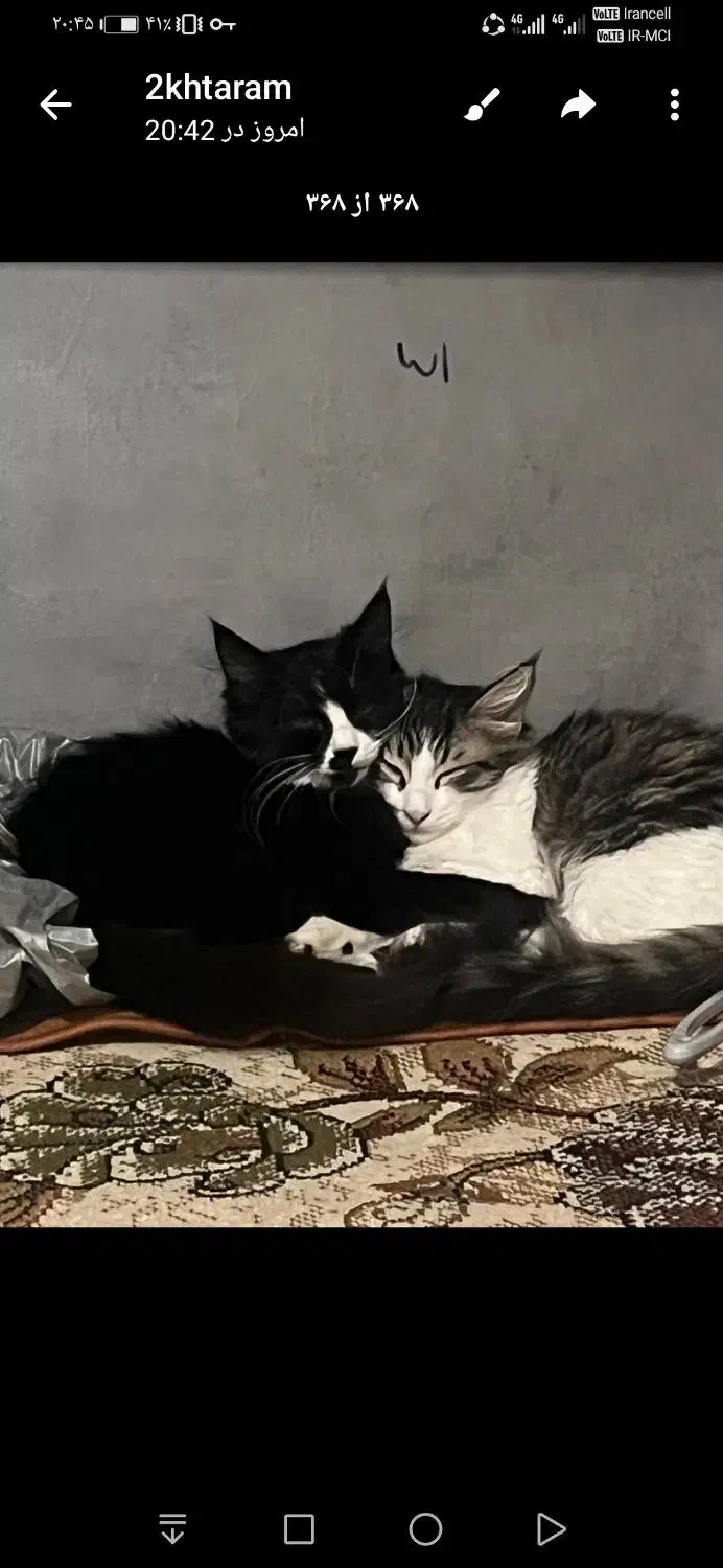 واگذاری دوتا بچه گربه نرو ماده|گربه|گرگان, |دیوار