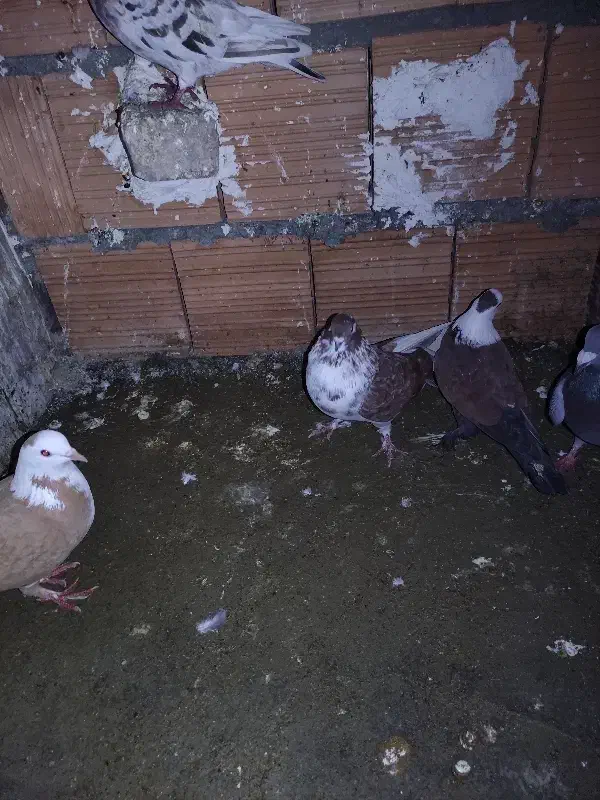 کربلایی ساده گرگی|پرنده|گرگان, |دیوار