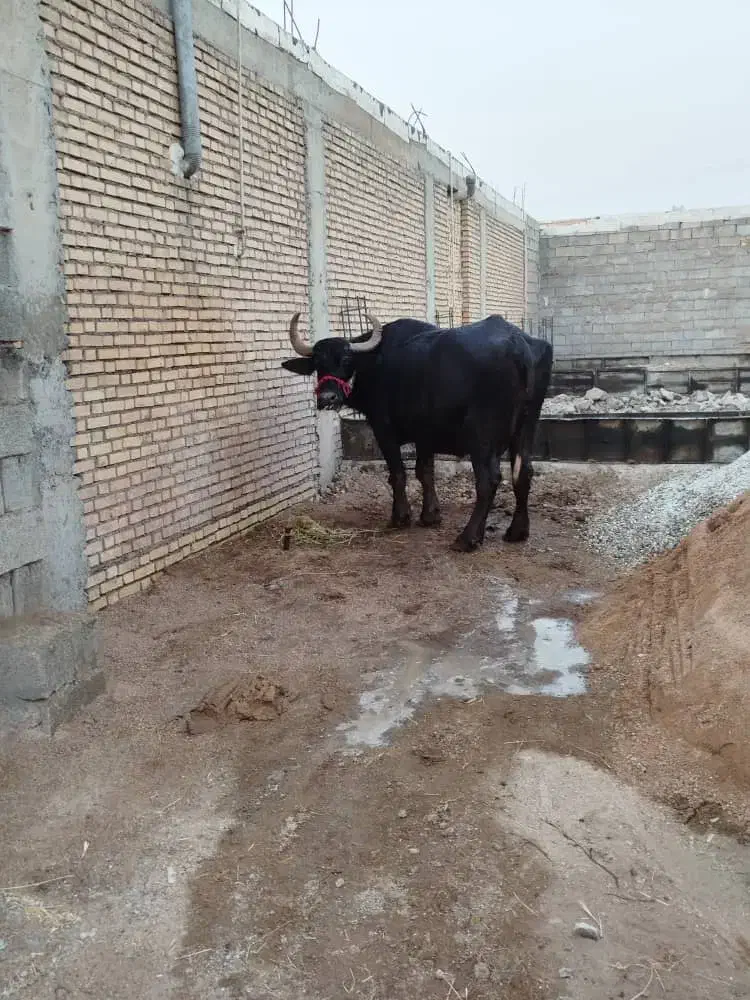 شوشترشعبیه روستای شیخ حسین|حیوانات مزرعه|شوشتر, |دیوار