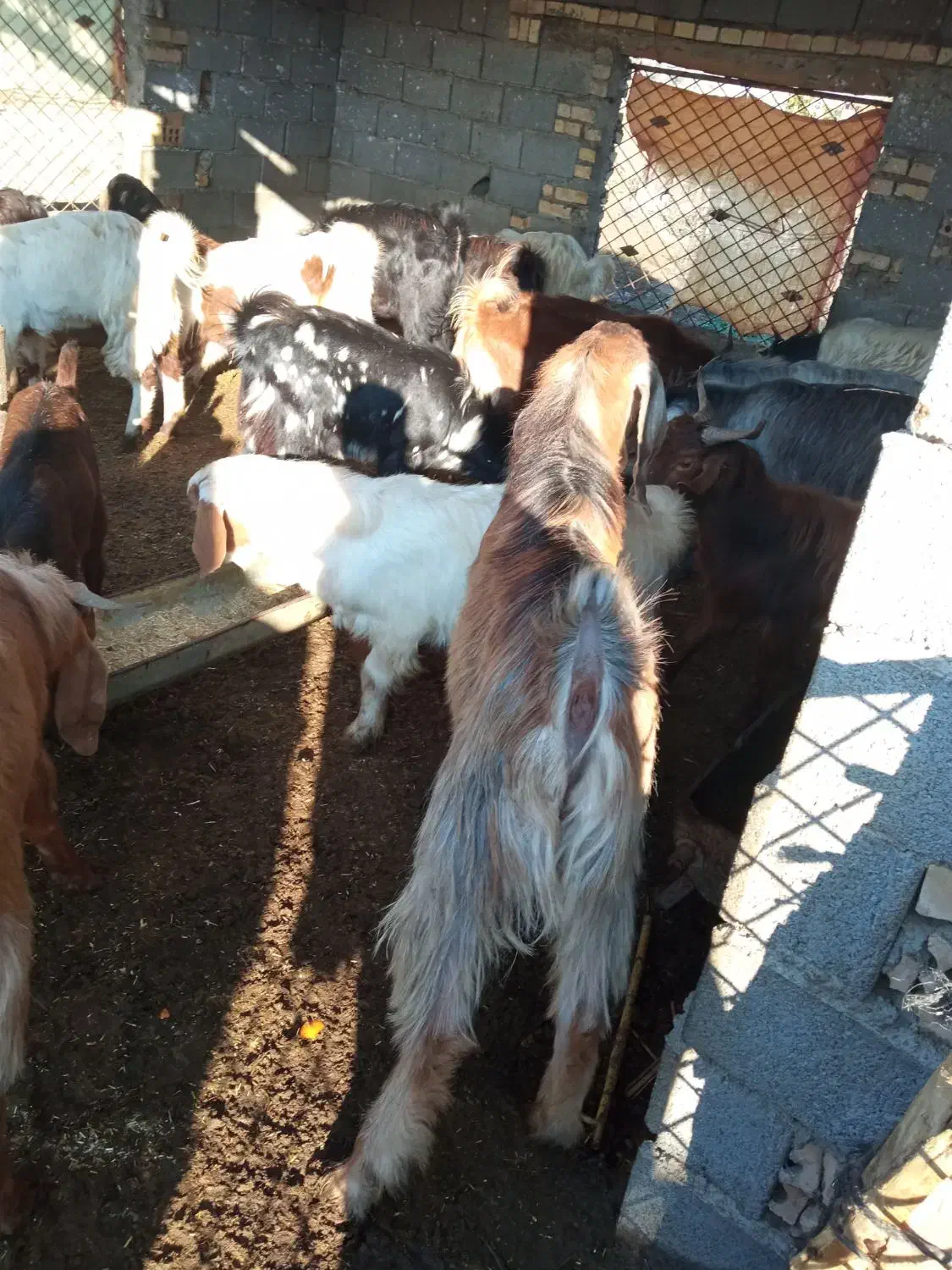 فروش‌بزغاله‌های‌چاق‌‌نر|حیوانات مزرعه|سیمین شهر, |دیوار