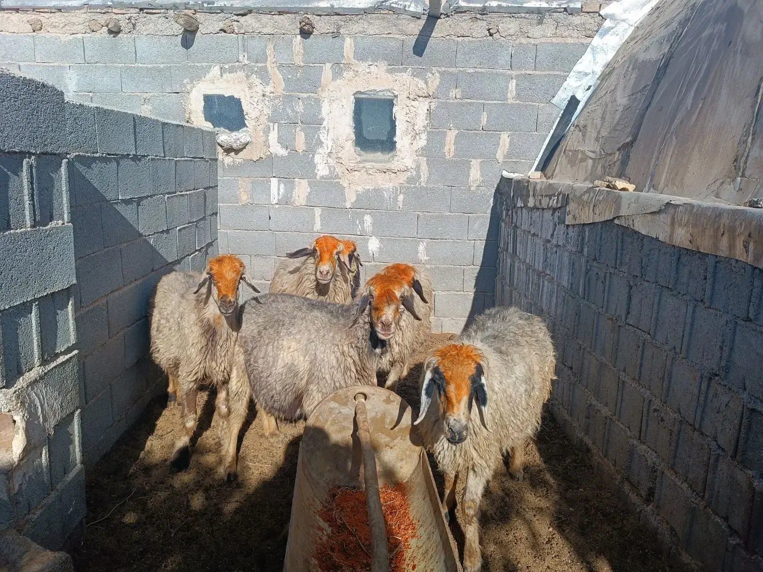 میش ترکی ابستن (صفاشهر)|حیوانات مزرعه|خرم بید, |دیوار