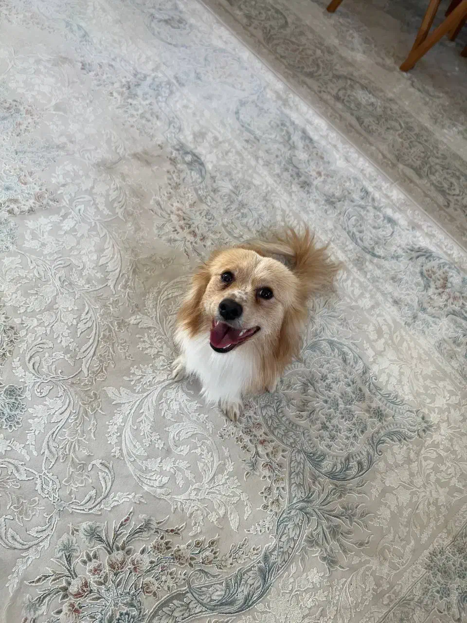 گمشده|حیوانات|قزوین, |دیوار