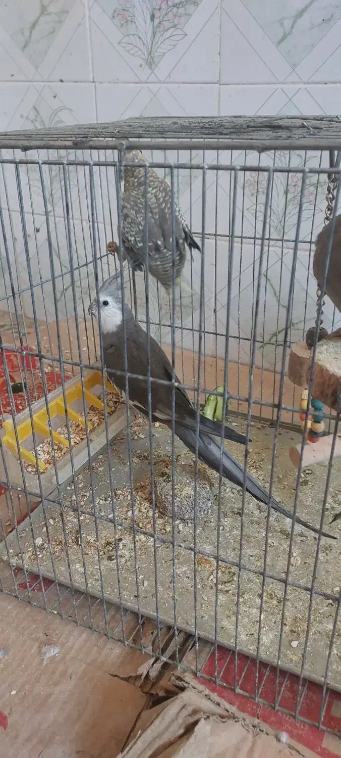 جفت عروس هلندی مولد با جوجه و گل باقالی ماده تک|پرنده|شیراز, کاراندیش|دیوار