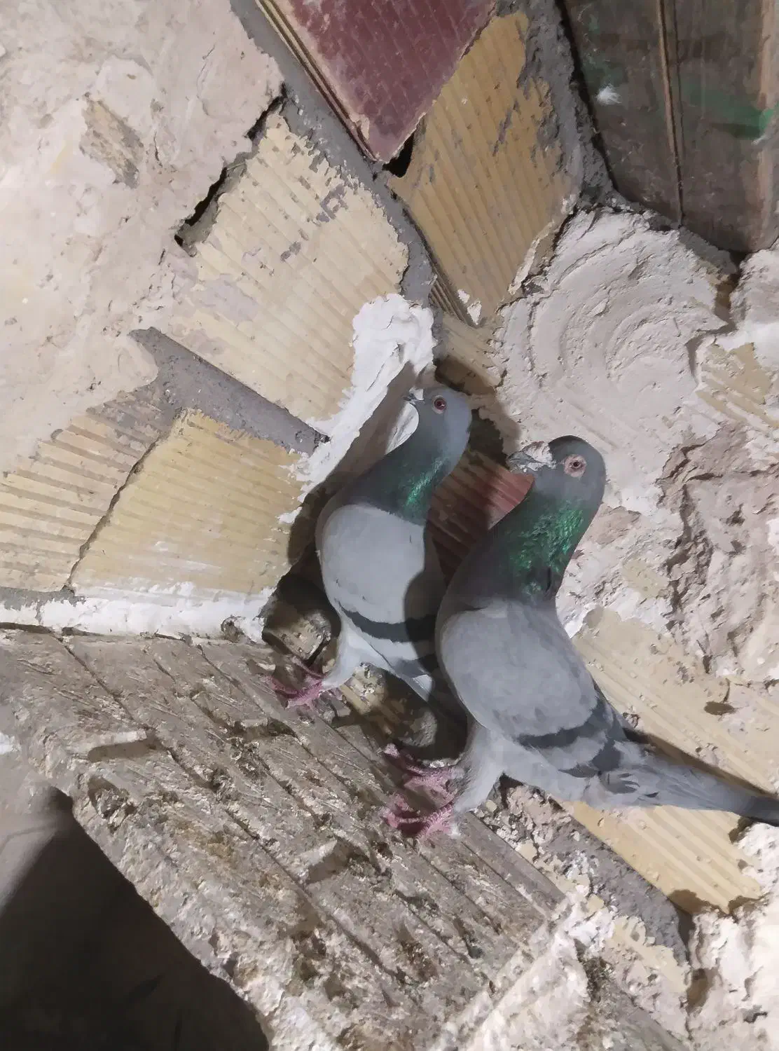 کبوتر|پرنده|بم, |دیوار