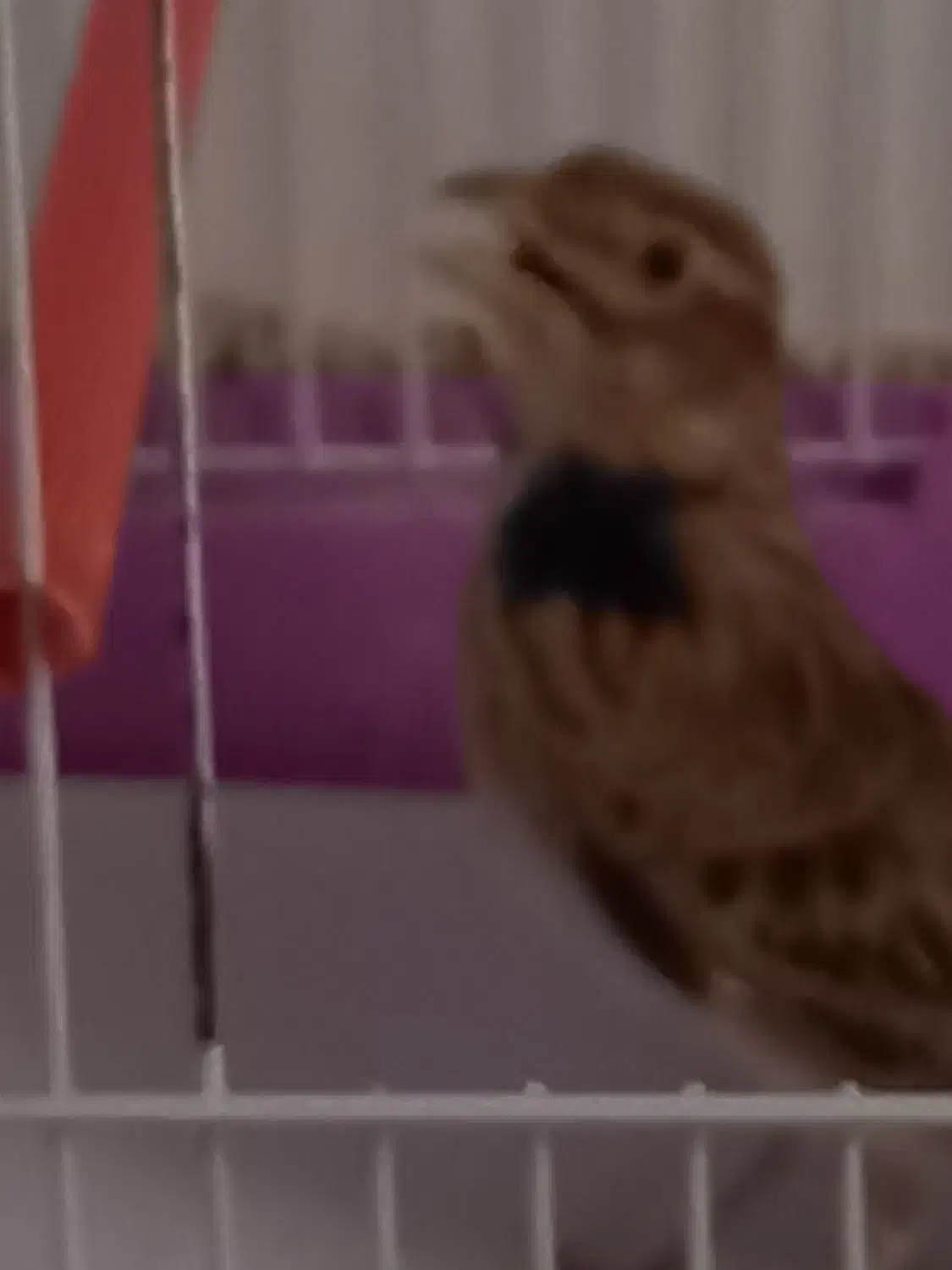 سهره خاکی بخان|پرنده|اردبیل, |دیوار