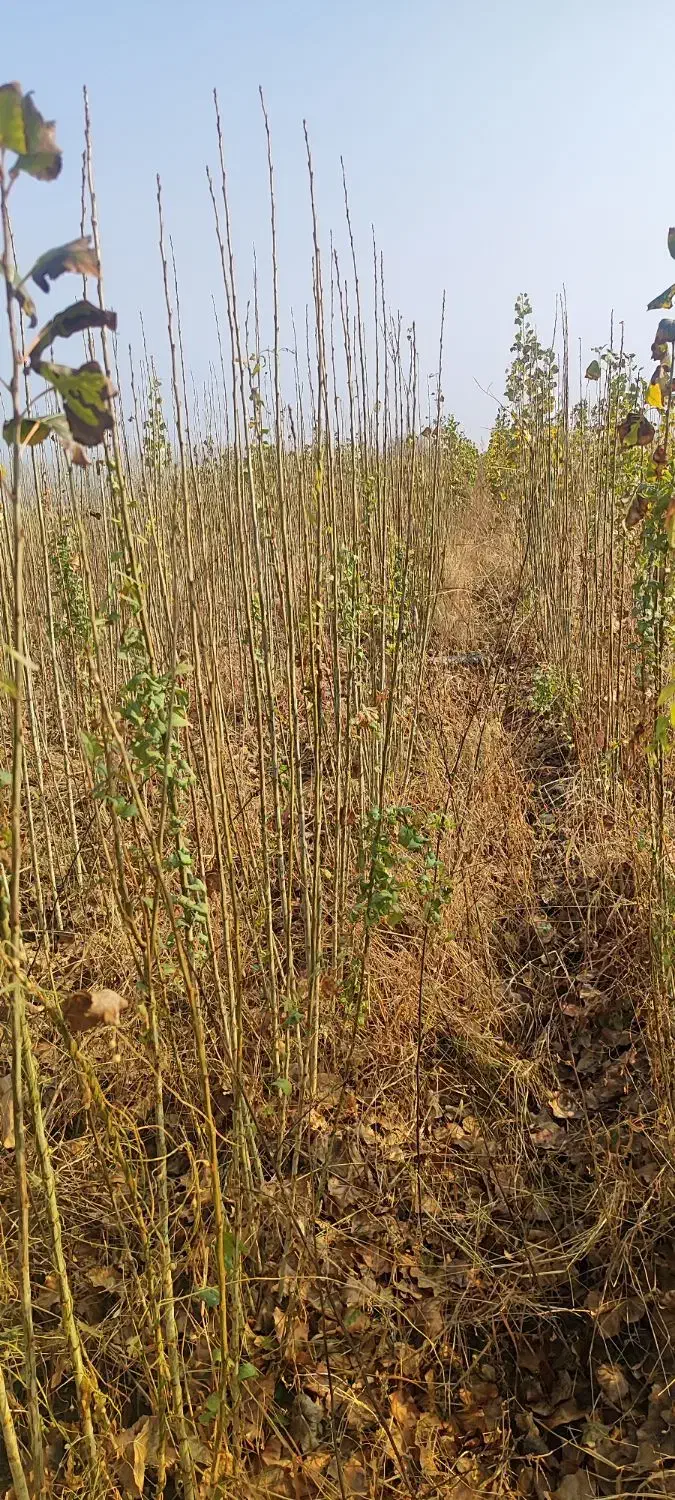 نهال صنوبر|گل و گیاه طبیعی|میاندوآب, |دیوار