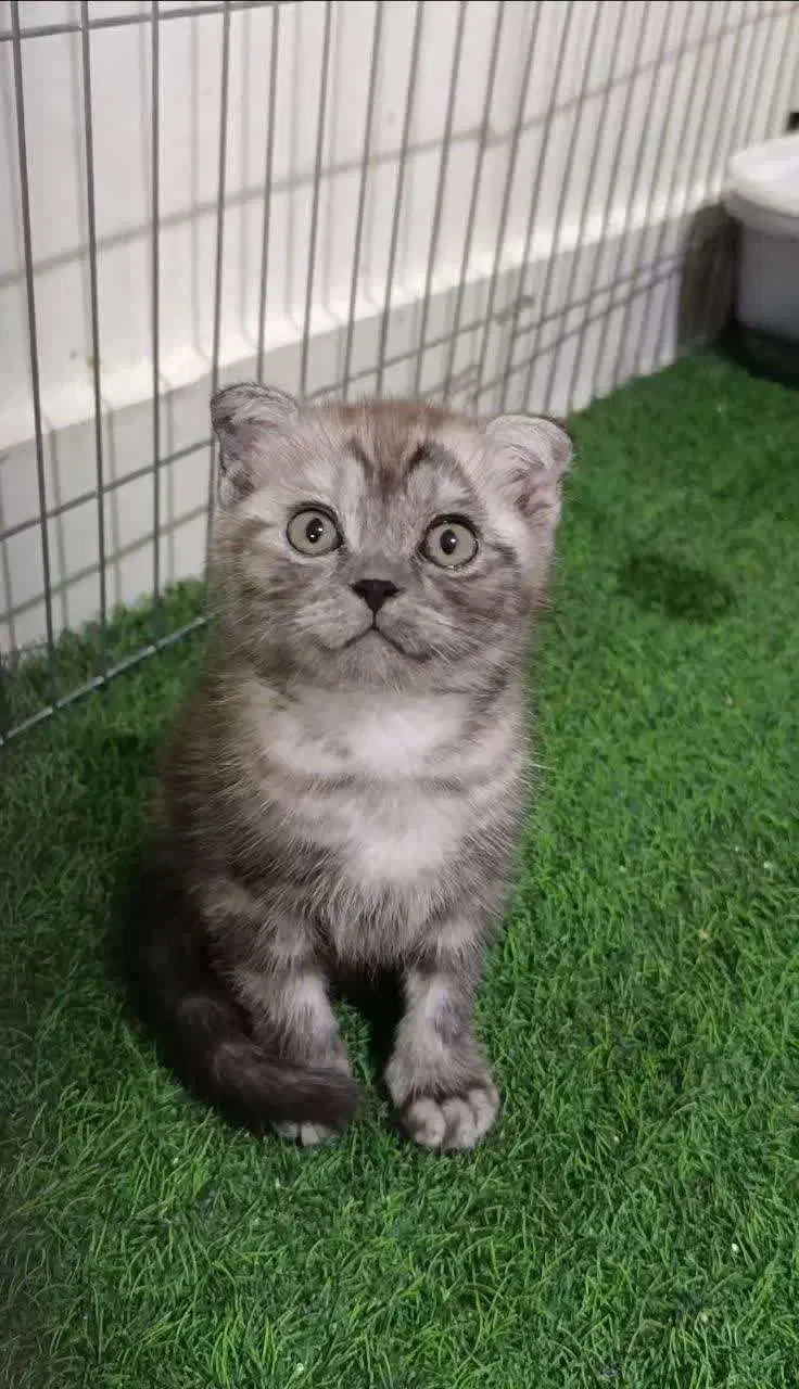 گربه|گربه|رودهن, |دیوار