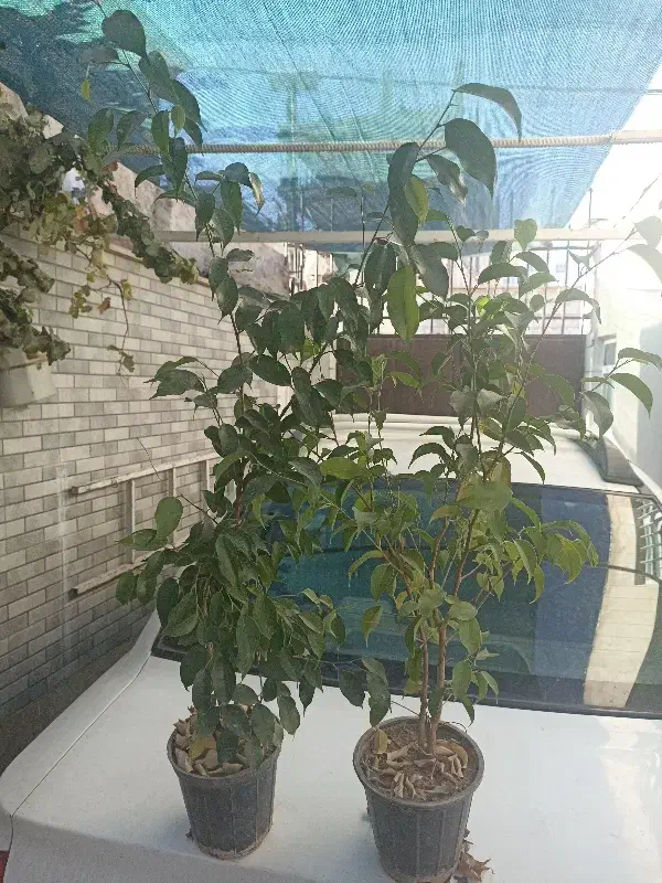 بنجامین سبز و لیمویی|گل و گیاه طبیعی|محمدشهر, شهرک چمران|دیوار