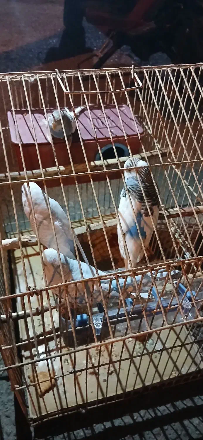 مرغ عشق|پرنده|امیدیه, |دیوار