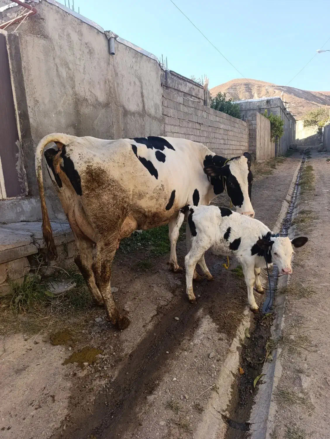 گاوشیری هرکول جوان|حیوانات مزرعه|تبریز, |دیوار