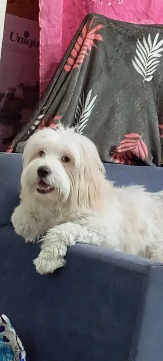 سگ خونگی دستی|سگ|گلستان (تهران), |دیوار