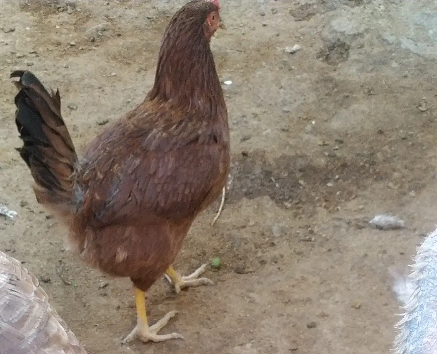 مرغ و خروس|حیوانات مزرعه|دینور, |دیوار