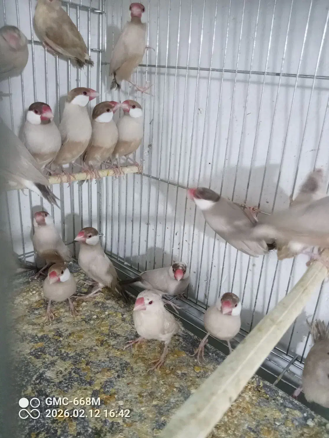 فنچ نرگسی|پرنده|ارومیه, |دیوار