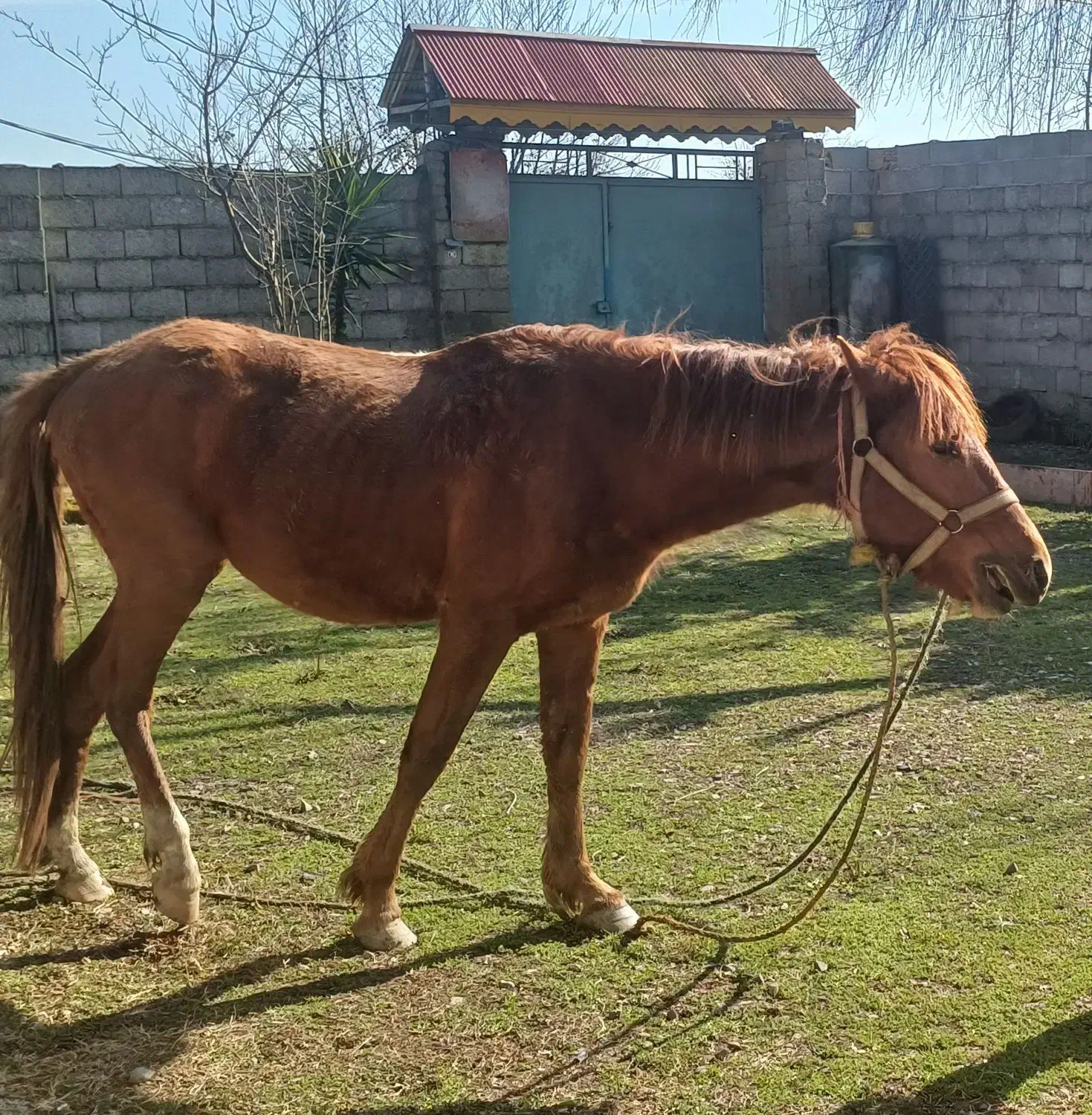 اسب|اسب و تجهیزات اسب‌سواری|صومعه‌سرا, |دیوار