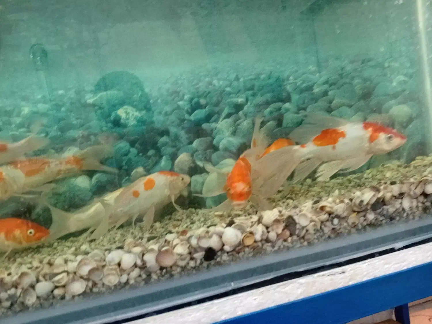 ۱۰ عدد ماهی کوی نژاد کوآکو دونه ایی ۱ میلیون|ماهی|میبد, |دیوار