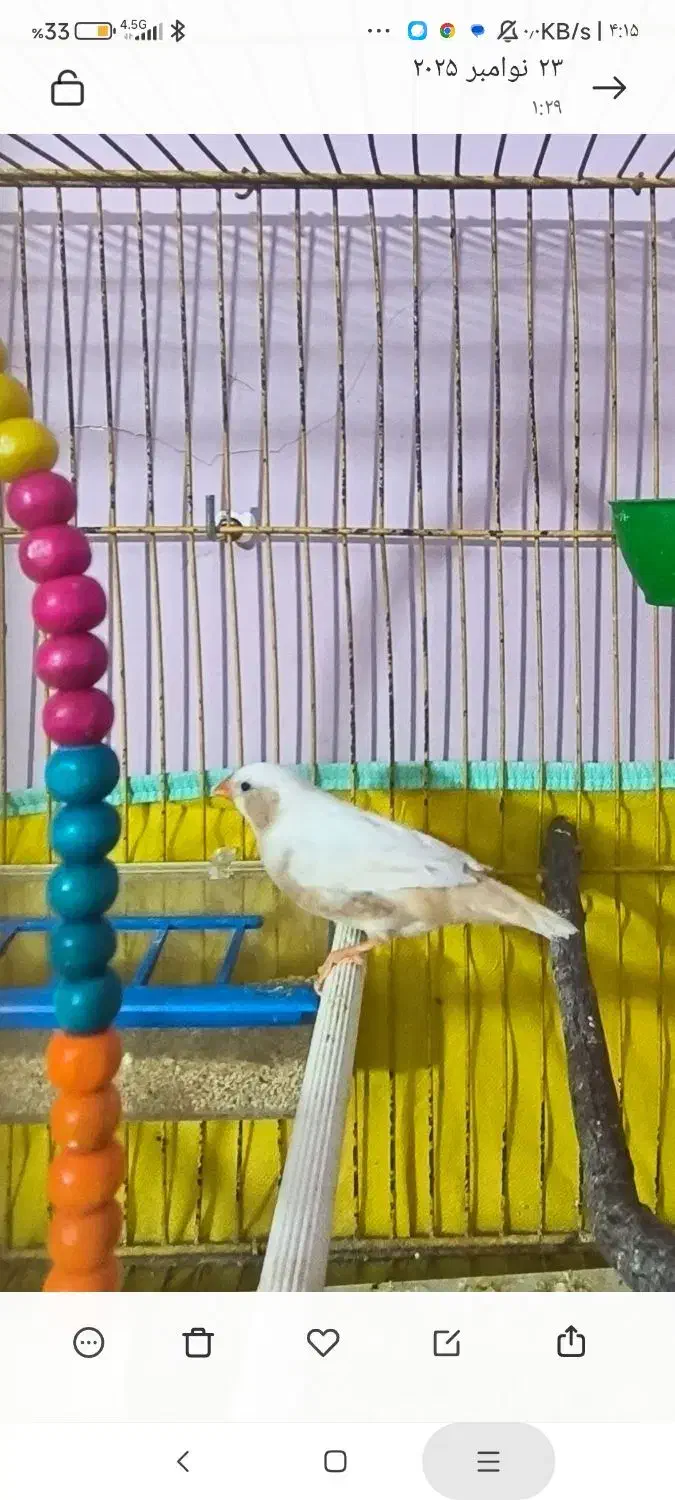خاص ترین فنچ ایران فنچ وایدا و جامبو big size|پرنده|شیراز, عفیفآباد|دیوار