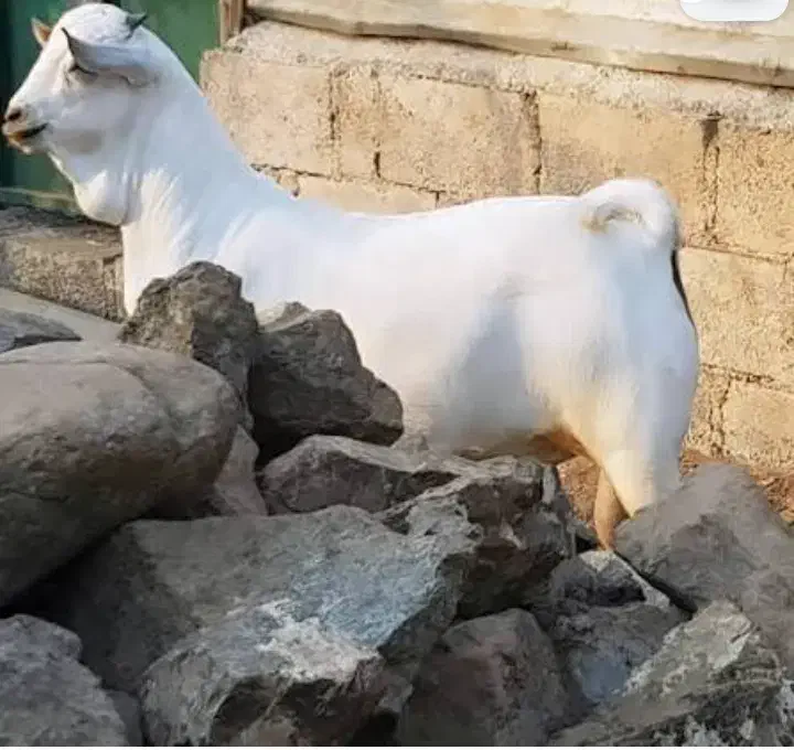 چکل سفید|حیوانات مزرعه|بندرعباس, |دیوار