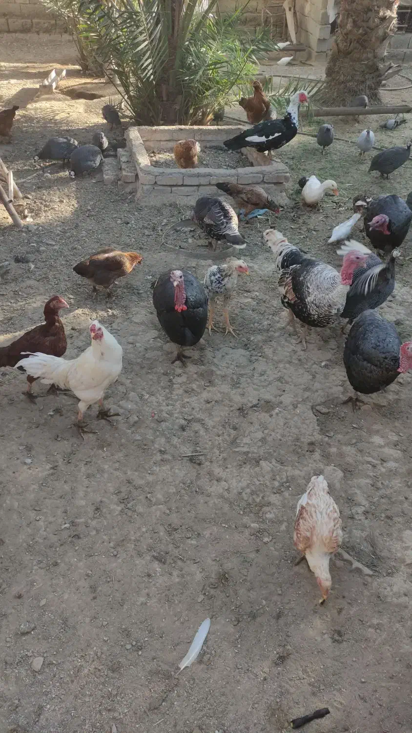 مرغ بوقلمون|حیوانات مزرعه|فاریاب, |دیوار